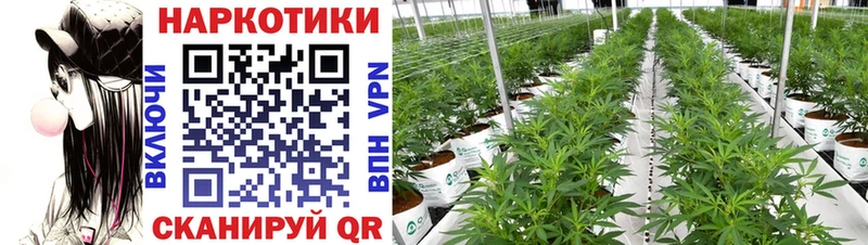 Что такое Стародуб КОКАИН  СОЛЬ  МЕФ  мега маркетплейс  Каннабис  Гашиш 